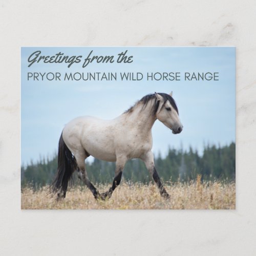 Pryor Mountain Wild Mustang Clouds Pride Postcard