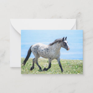 Pryor Mountain Wild Mustang Mica/Mato Ska Note Card