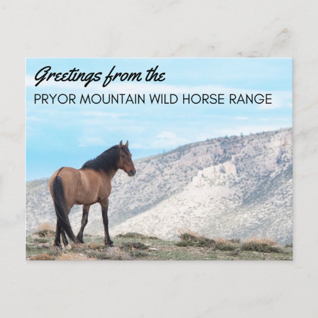 Pryor Mountain Wild Mustang Postcard: Horizon Postcard (Front)