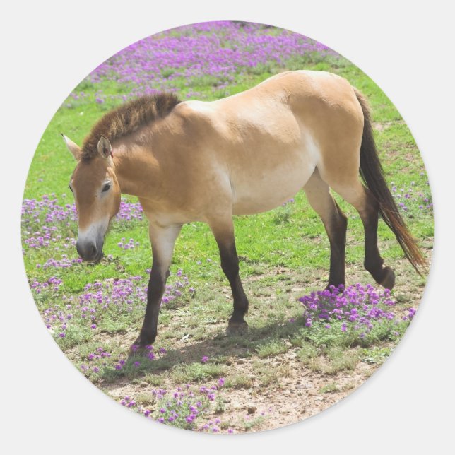 Przewalski Horse Classic Round Sticker (Front)