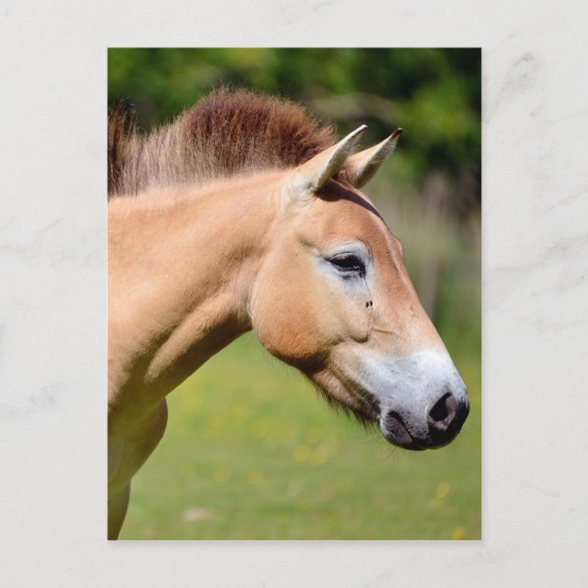 Przewalski horse walking postcard (Front)