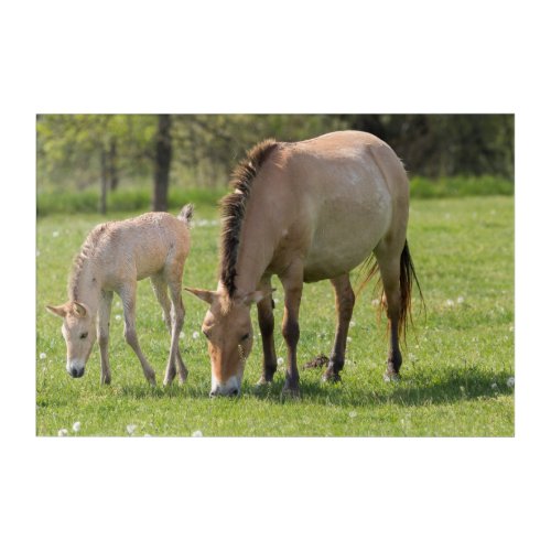 Przewalskis Horse and foal grazing Acrylic Print