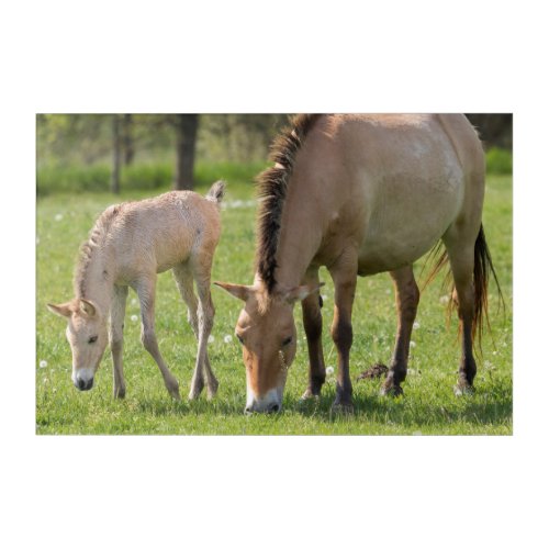 Przewalskis Horse and Foal Grazing Acrylic Print