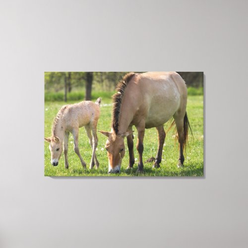 Przewalskis Horse and foal grazing Canvas Print