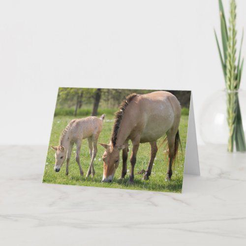 Przewalskis Horse and Foal Grazing Card