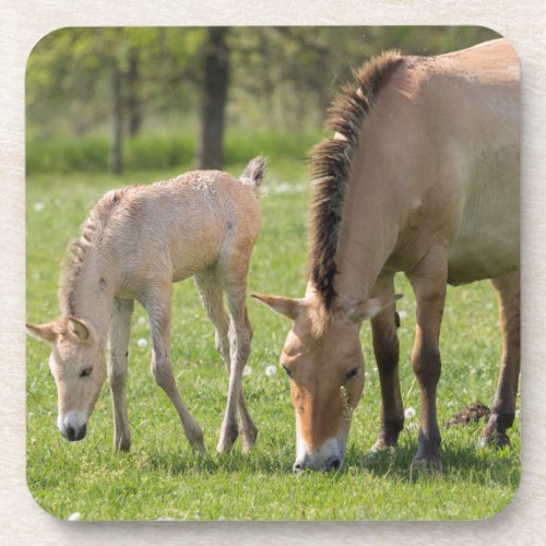 Przewalskis Horse and foal grazing Coaster