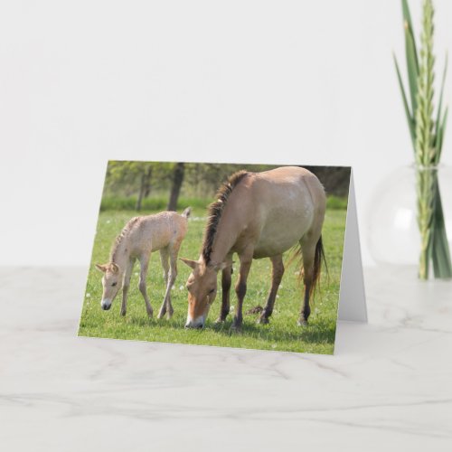 Przewalskis Horse and foal grazing Holiday Card