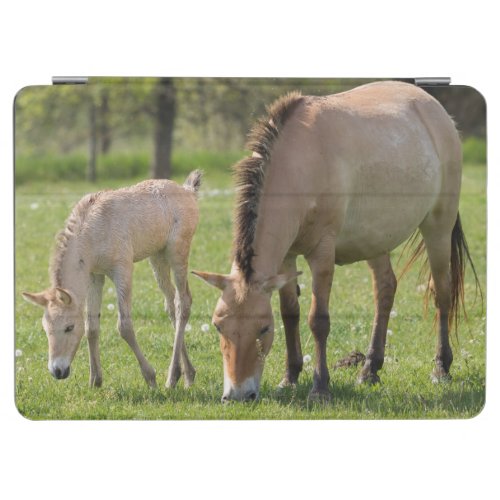 Przewalskis Horse and Foal Grazing iPad Air Cover