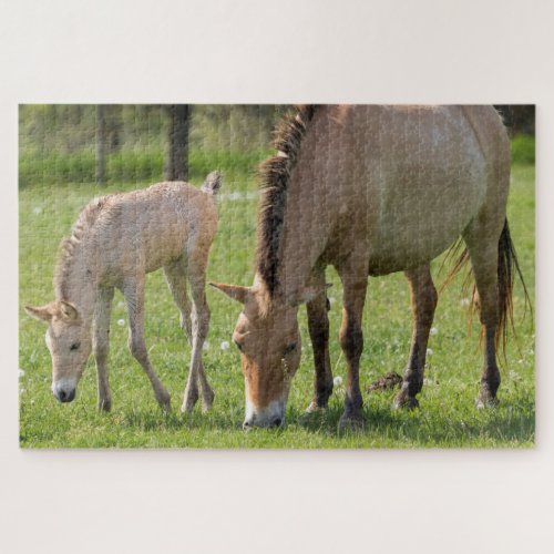 Przewalskis Horse and Foal Grazing Jigsaw Puzzle