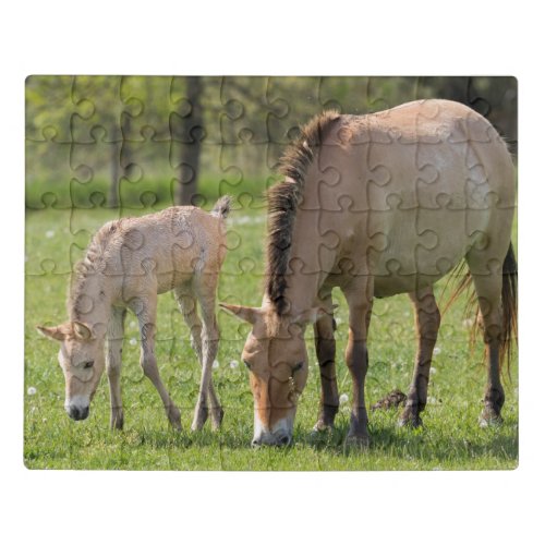 Przewalskis Horse and Foal Grazing Jigsaw Puzzle