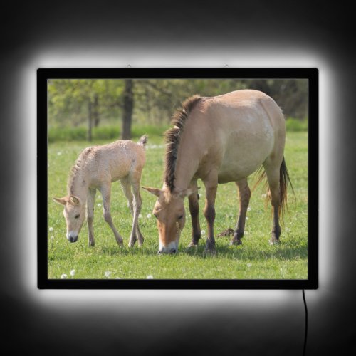 Przewalskis Horse and Foal Grazing LED Sign