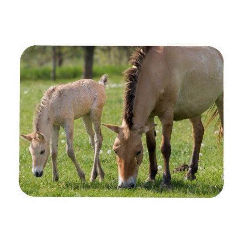Przewalskis Horse and Foal Grazing Magnet