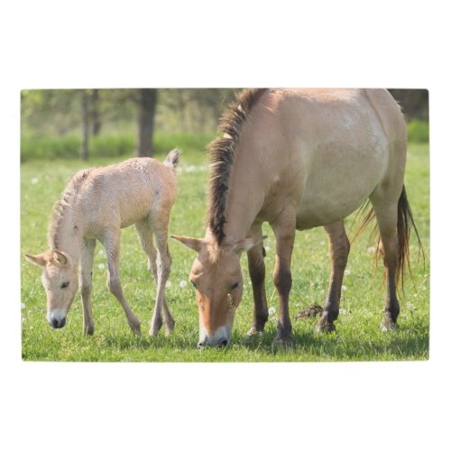 Przewalskis Horse and Foal Grazing Metal Print