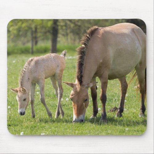 Przewalskis Horse and Foal Grazing Mouse Pad