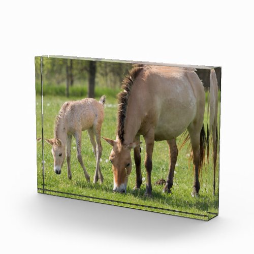 Przewalskis Horse and Foal Grazing Photo Block