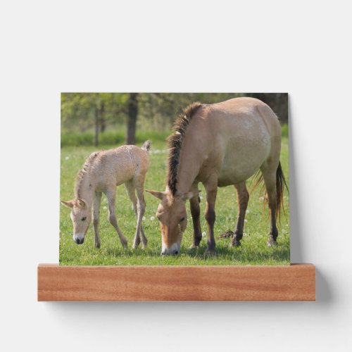 Przewalskis Horse and Foal Grazing Picture Ledge