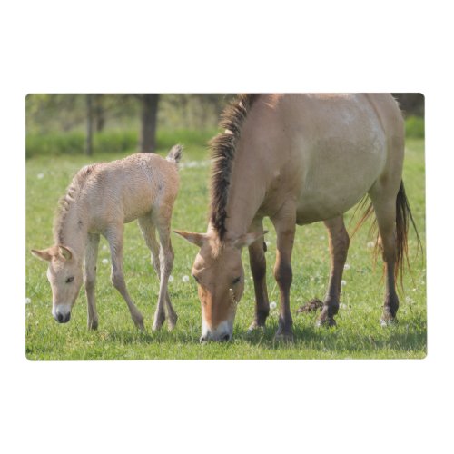 Przewalskis Horse and Foal Grazing Placemat