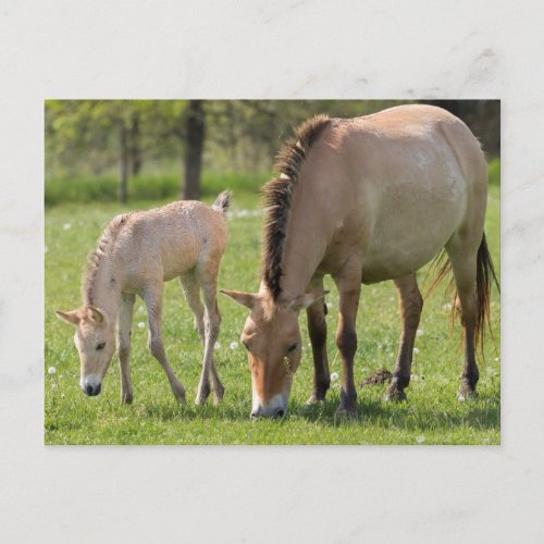 Przewalskis Horse and foal grazing Postcard