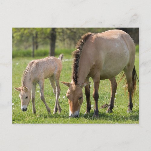 Przewalskis Horse and Foal Grazing Postcard