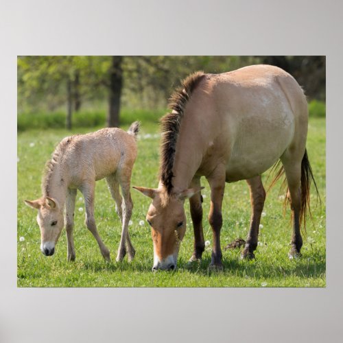 Przewalskis Horse and Foal Grazing Poster