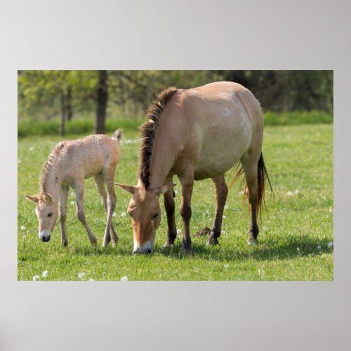 Przewalskis Horse and foal grazing Poster