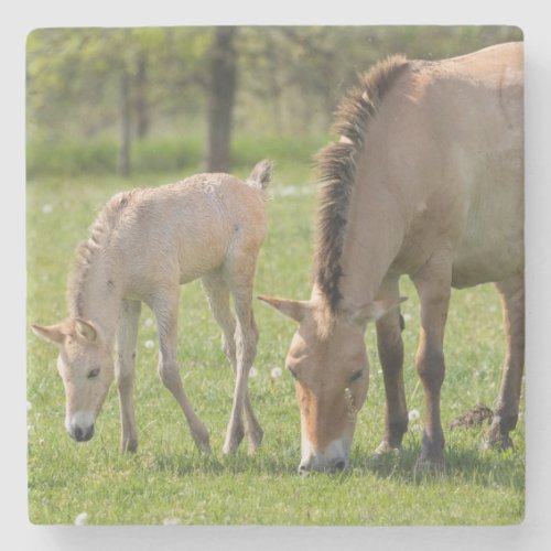 Przewalskis Horse and foal grazing Stone Coaster