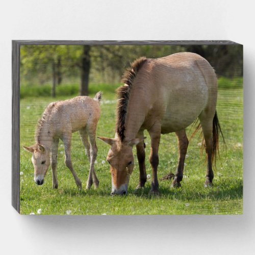 Przewalskis Horse and Foal Grazing Wooden Box Sign