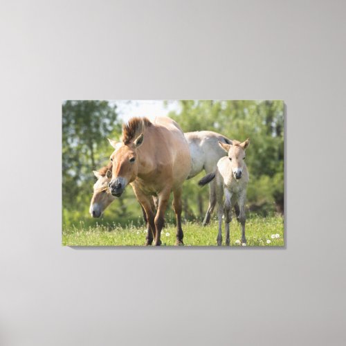 Przewalskis Horse and foal walking Canvas Print