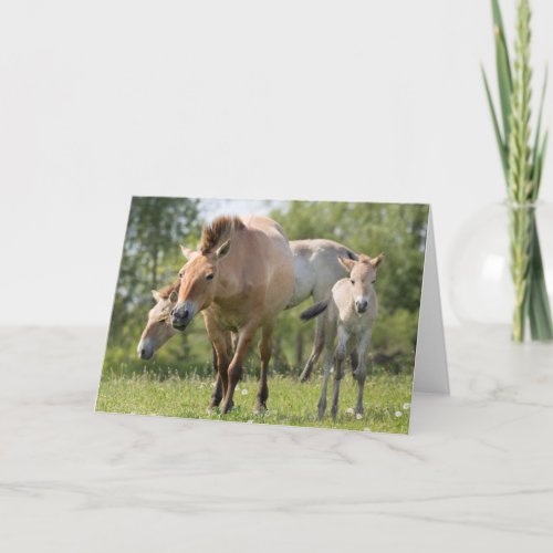 Przewalskis Horse and foal walking Holiday Card