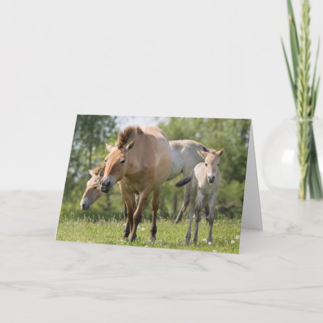 Przewalski's Horse and foal walking Holiday Card (Front)