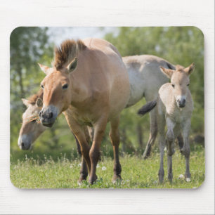 Przewalski's Horse and foal walking Mouse Pad