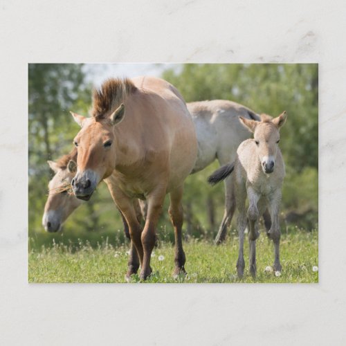 Przewalskis Horse and foal walking Postcard