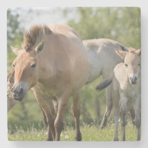 Przewalskis Horse and foal walking Stone Coaster