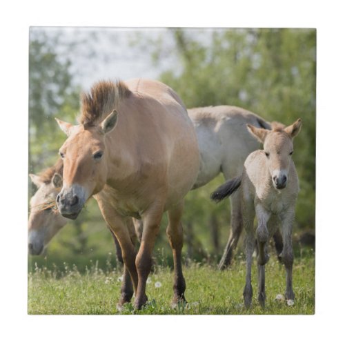 Przewalskis Horse and foal walking Tile