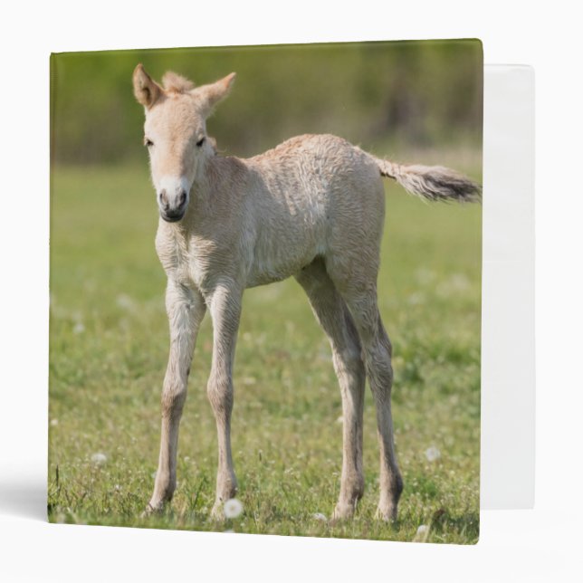 Przewalski's Horse foal, Hungary 3 Ring Binder (Front/Inside)