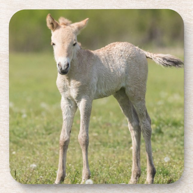 Przewalski's Horse foal, Hungary Coaster (Front)