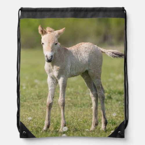 Przewalskis Horse foal Hungary Drawstring Bag