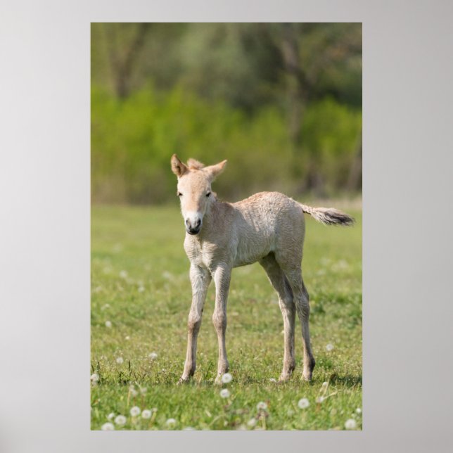 Przewalski's Horse foal, Hungary Poster (Front)
