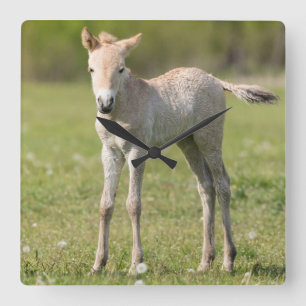 Przewalski's Horse foal, Hungary Square Wall Clock