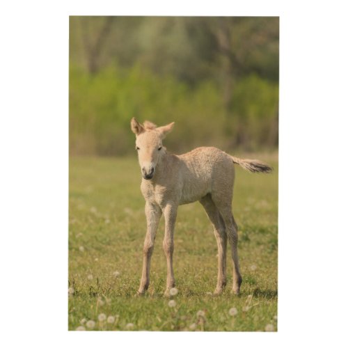 Przewalskis Horse foal Hungary Wood Wall Art