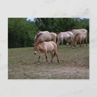 Przewalski's horses postcard