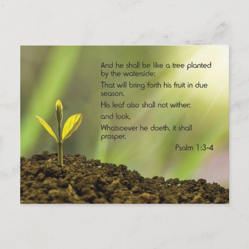Psalm 1 _ And he shall be like a tree  Postcard