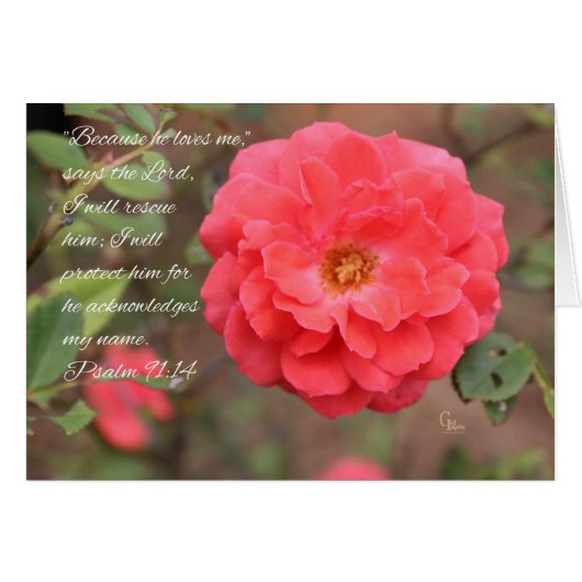 Psalm 91:14 Peachy Pink Rose Card (Front Horizontal)