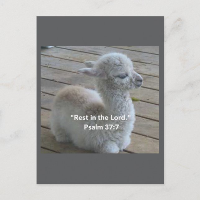 Psalm Llama Postcard (Front)