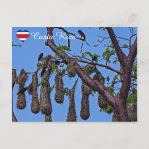Psarocolius decumanus nesting - Costa Rica Postcard