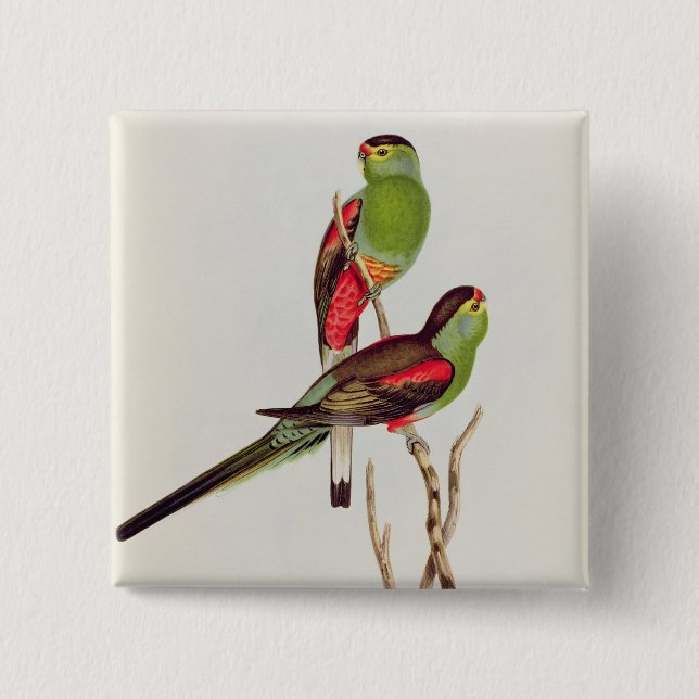 Psephotus Pulcherrimus Button (Front)