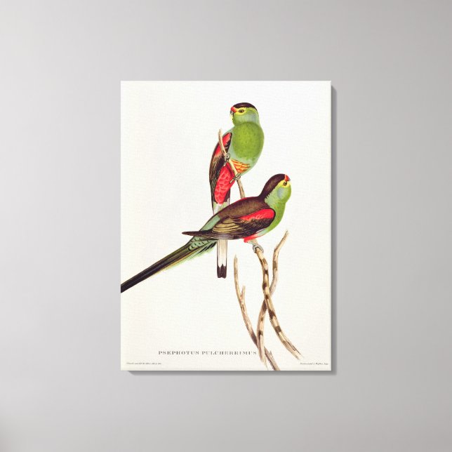 Psephotus Pulcherrimus Canvas Print (Front)