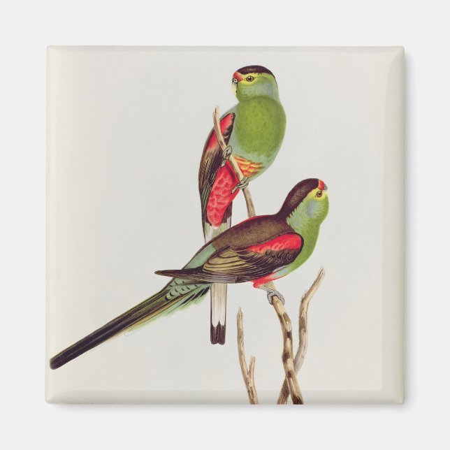 Psephotus Pulcherrimus Magnet (Front)