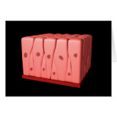 Pseudostratified Columnar Epithelium (Front Horizontal)