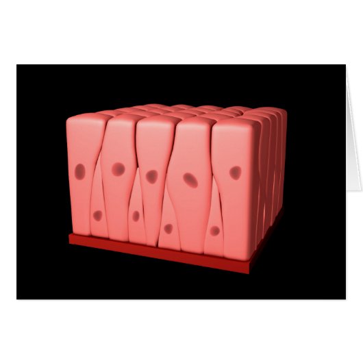 Pseudostratified Columnar Epithelium Cards (Front Horizontal)